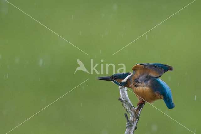 IJsvogel (Alcedo atthis)