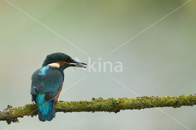 IJsvogel (Alcedo atthis)