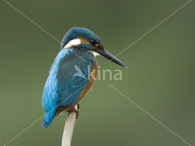 IJsvogel (Alcedo atthis)