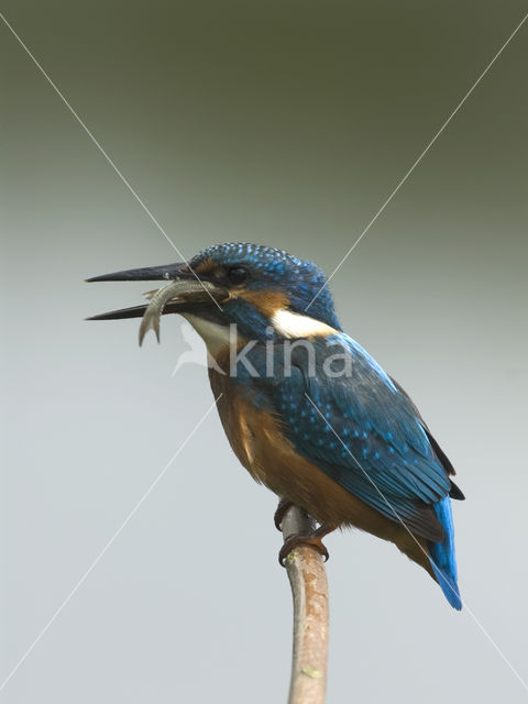 Kingfisher (Alcedo atthis)