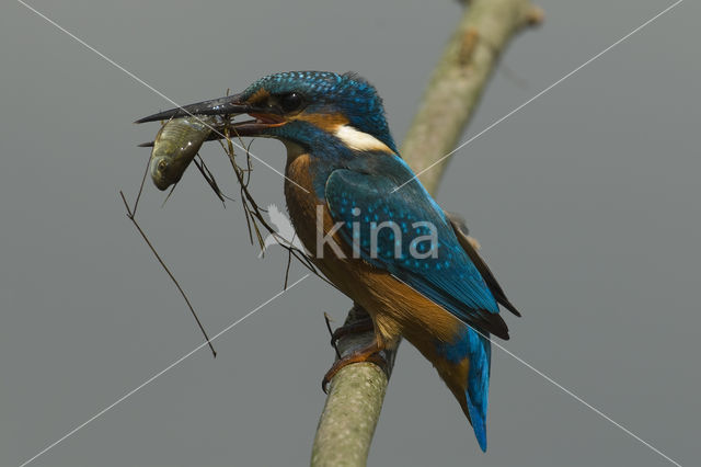 IJsvogel (Alcedo atthis)