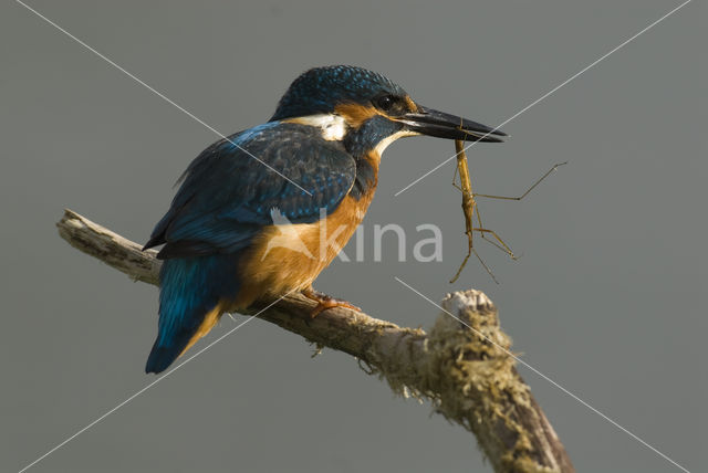 IJsvogel (Alcedo atthis)