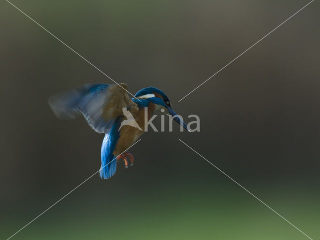 IJsvogel (Alcedo atthis)