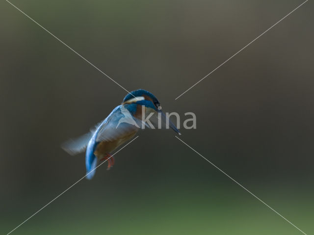 IJsvogel (Alcedo atthis)