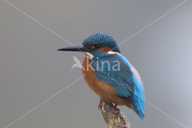 Kingfisher (Alcedo atthis)