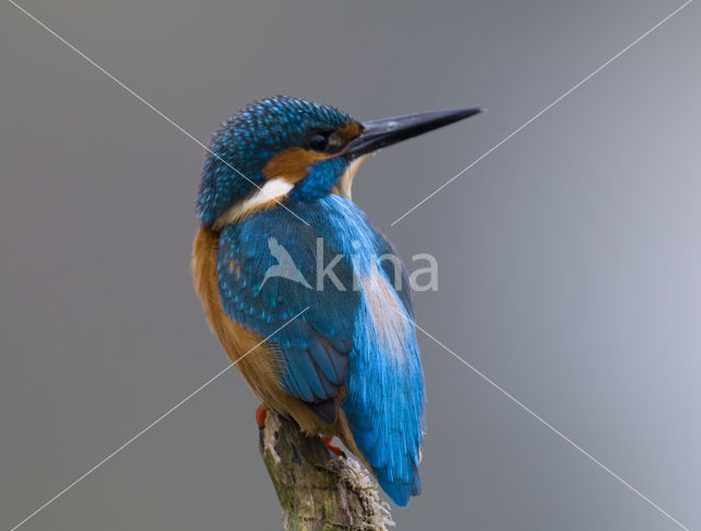 Kingfisher (Alcedo atthis)