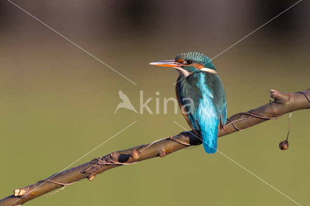 Kingfisher (Alcedo atthis)