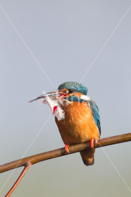 Kingfisher (Alcedo atthis)