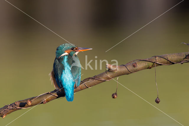 IJsvogel (Alcedo atthis)