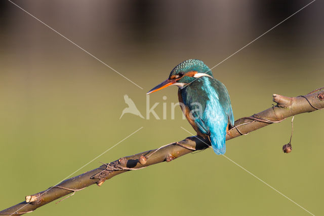 Kingfisher (Alcedo atthis)