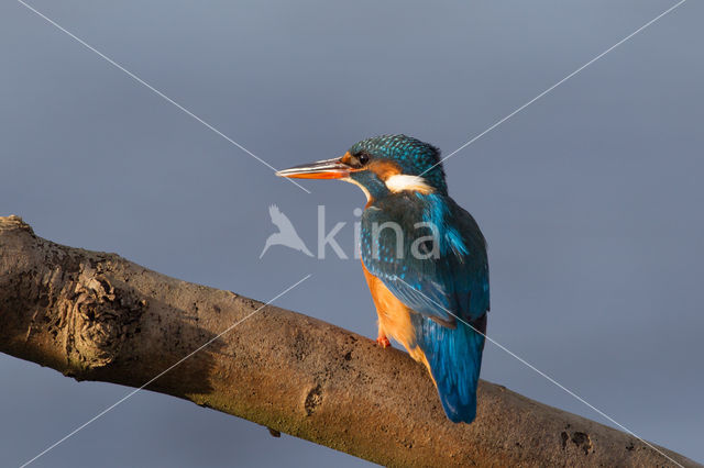 IJsvogel (Alcedo atthis)