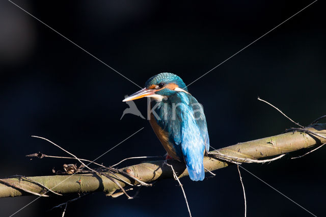 IJsvogel (Alcedo atthis)