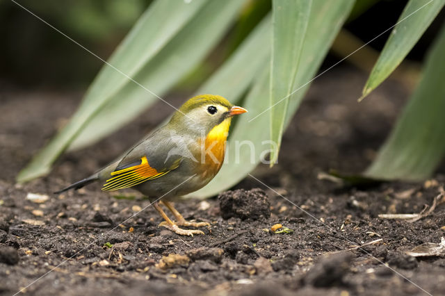 Red-billed Leiothrix (Leiothrix lutea)