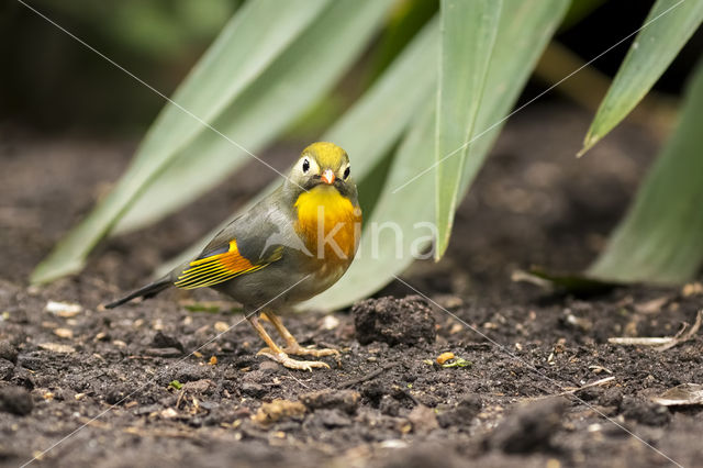 Japanse Nachtegaal (Leiothrix lutea)