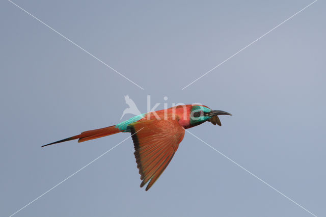 Northern Carmine Bee-eater (Merops nubicus)