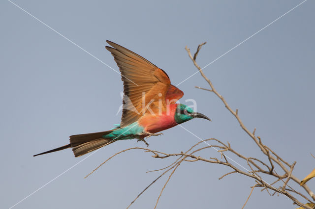 Karmijnrode bijeneter (Merops nubicus)