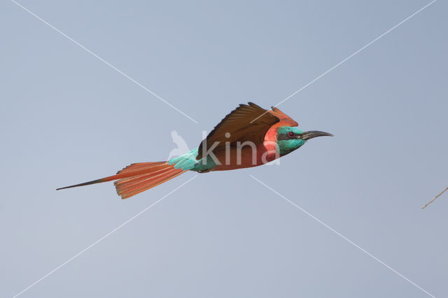 Northern Carmine Bee-eater (Merops nubicus)