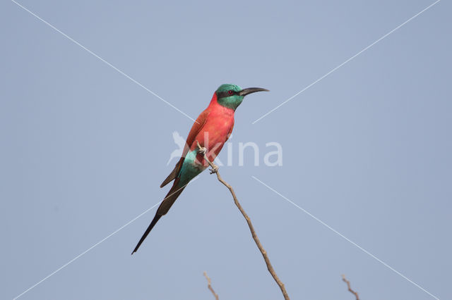 Karmijnrode bijeneter (Merops nubicus)