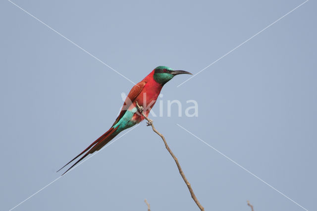 Karmijnrode bijeneter (Merops nubicus)