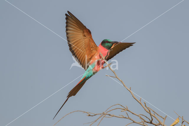 Karmijnrode bijeneter (Merops nubicus)