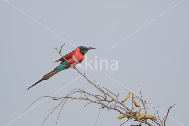 Karmijnrode bijeneter (Merops nubicus)