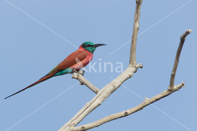 Karmijnrode bijeneter (Merops nubicus)