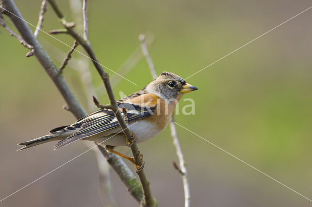 Keep (Fringilla montifringilla)