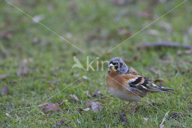 Brambling (Fringilla montifringilla)