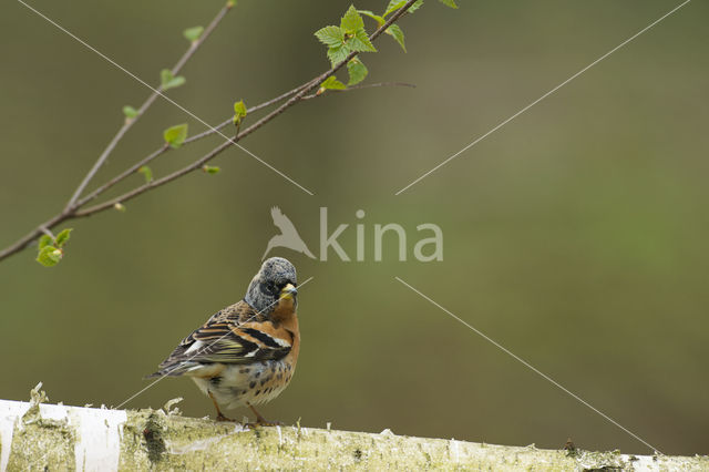 Brambling (Fringilla montifringilla)