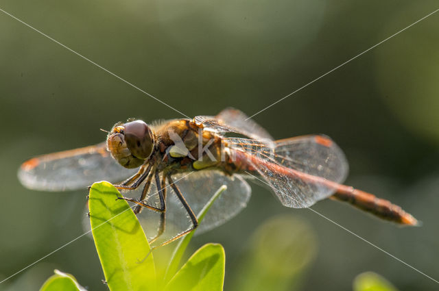 Bruine glazenmaker (Aeshna grandis)