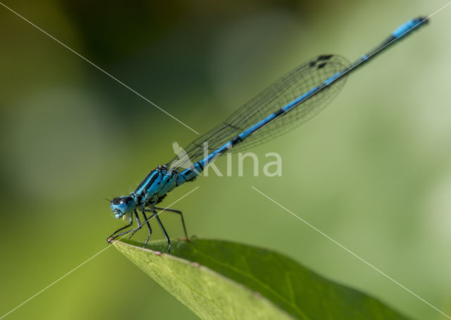 Azuurwaterjuffer (Coenagrion puella)