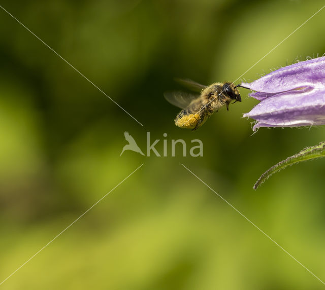 Europese Honingbij (Apis mellifera mellifera)