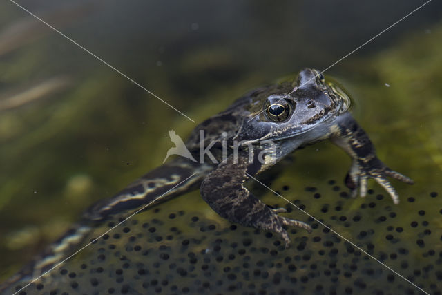 Bruine kikker (Rana temporaria)