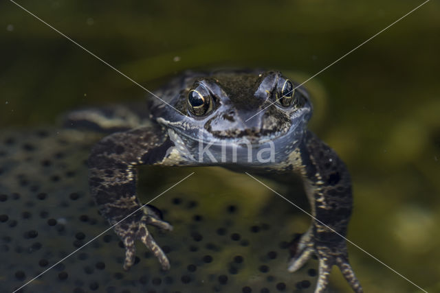 Bruine kikker (Rana temporaria)