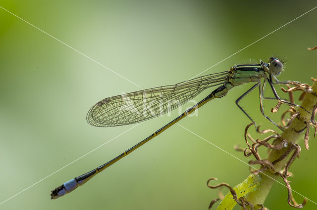 Common Blue Damselfly (Enallagma cyathigerum)