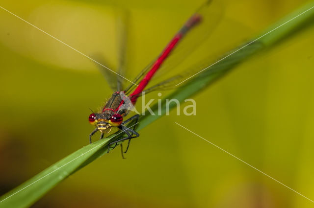 Common Darter (Sympetrum striolatum)