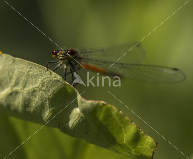 Common Darter (Sympetrum striolatum)