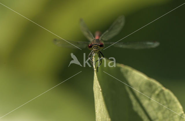 Bruinrode heidelibel (Sympetrum striolatum)