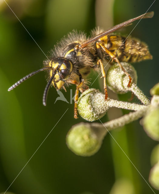 Middelste wesp (Dolichovespula media)