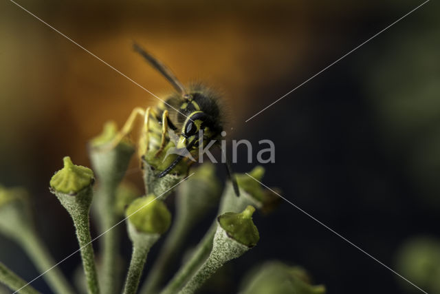 Median Wasp (Dolichovespula media)