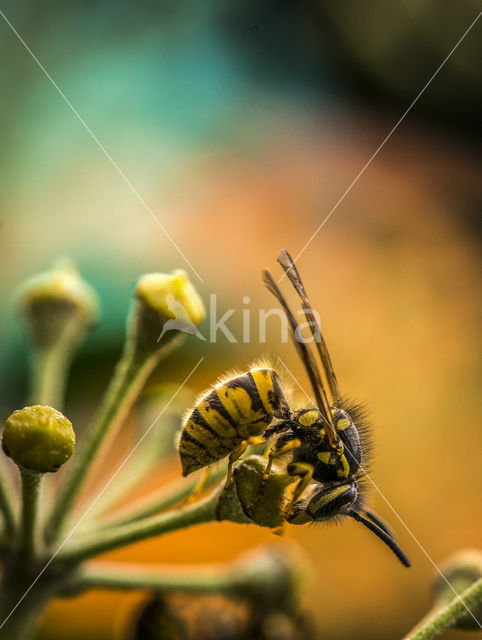 Middelste wesp (Dolichovespula media)