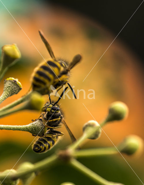 Median Wasp (Dolichovespula media)