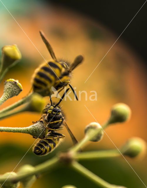 Middelste wesp (Dolichovespula media)