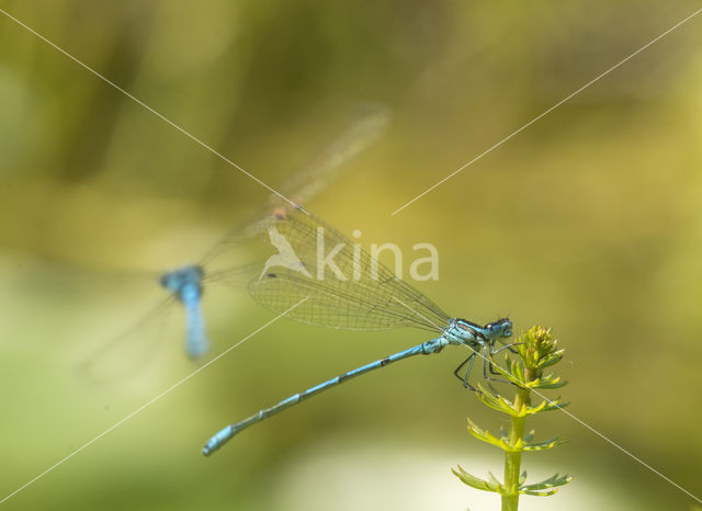 Azure Damselfly (Coenagrion puella)