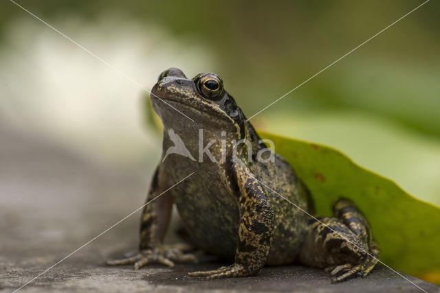 Bruine kikker (Rana temporaria)