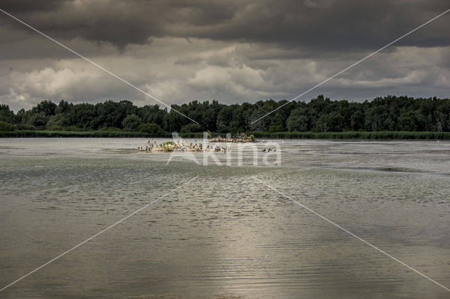 Aalscholver (Phalacrocorax carbo)