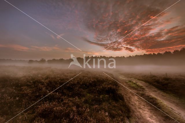 Hoorneboegse Heide