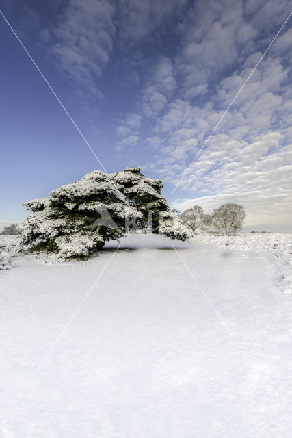 Hoorneboegse Heide