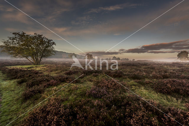 Hoorneboegse Heide