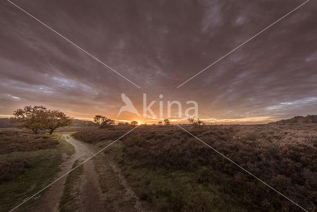 Hoorneboegse Heide